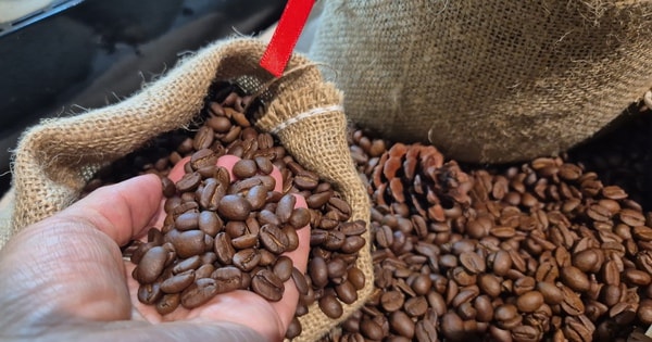 Giá cà phê hôm nay 13-3: Điều gì khiến Robusta và Arabica bật tăng rất mạnh?