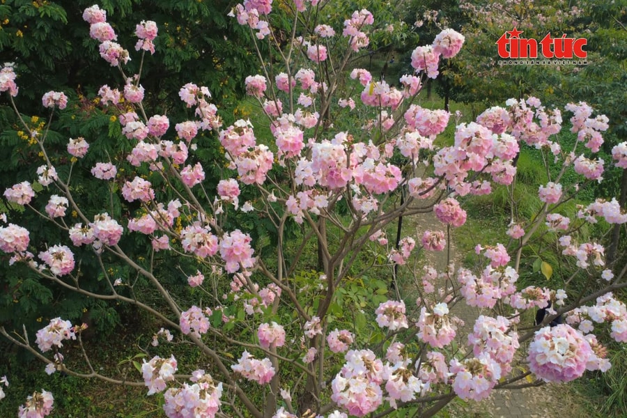 Xuất hiện 'tọa độ' check-in hoa kèn hồng mới thu hút giới trẻ TP Hồ Chí Minh