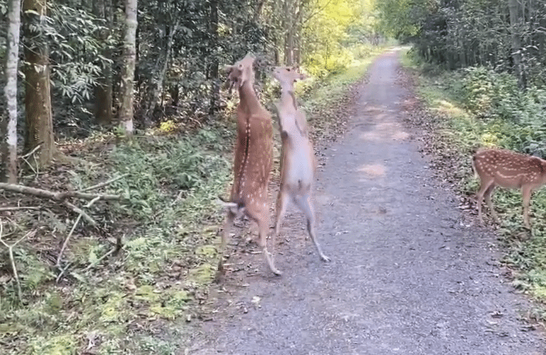 Khoảnh khắc hai hươu sao 'đấu võ' tại Vườn quốc gia Cúc Phương