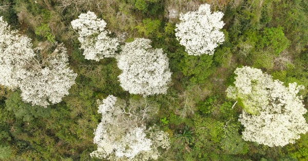 VIDEO: Ngây ngất với loài hoa nở trắng rừng xứ Thanh