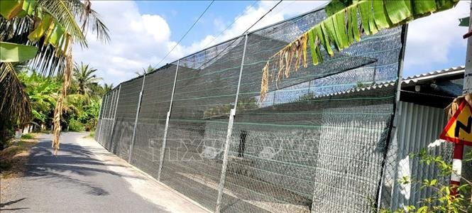 Đồng Tháp: Nhiều người dân phản ánh trại nuôi vịt công nghiệp gây ô nhiễm kéo dài