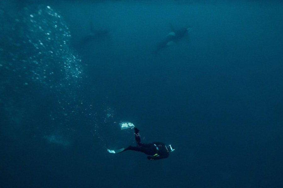 Lặn cùng cá voi sát thủ ở Bắc Cực