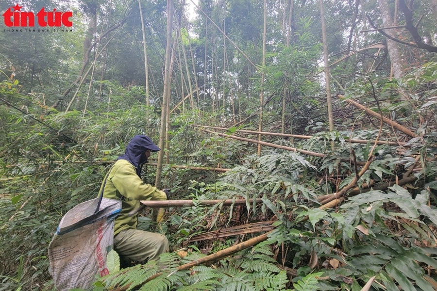 Người dân miền núi Thái Nguyên kiếm bạc triệu mỗi ngày nhờ hái 'lộc rừng'