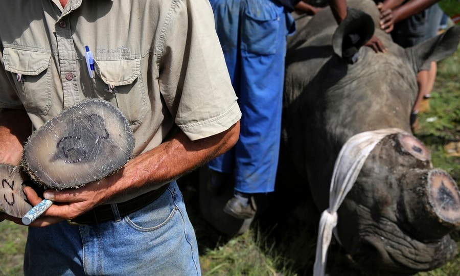 Chu Đăng Khoa bị bắt ở Nam Phi vì buôn lậu sừng tê giác: Bộ Ngoại giao lên tiếng