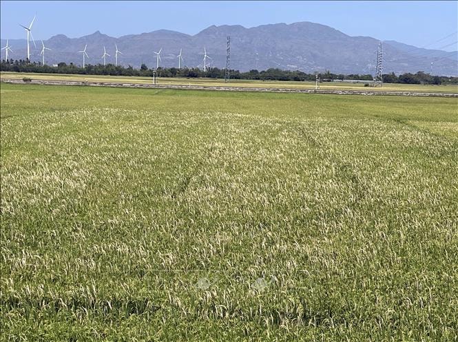 Vụ lúa Đông Xuân sớm ở Khánh Hòa nguy cơ thất thu lớn