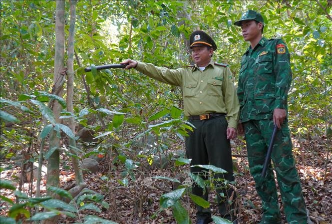 Đảo Hòn Khoai sớm chủ động '4 tại chỗ' bảo vệ hơn 500 ha rừng đặc dụng