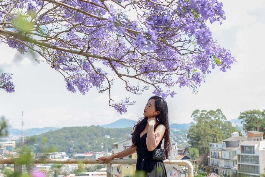 Loài hoa lạ “nhuộm tím” Đà Lạt khiến du khách mê mẩn