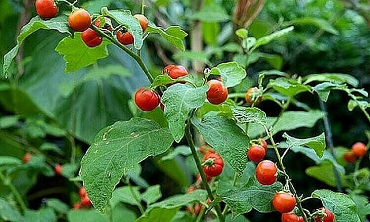 Dùng cà gai leo có giúp trị khỏi viêm gan B không?