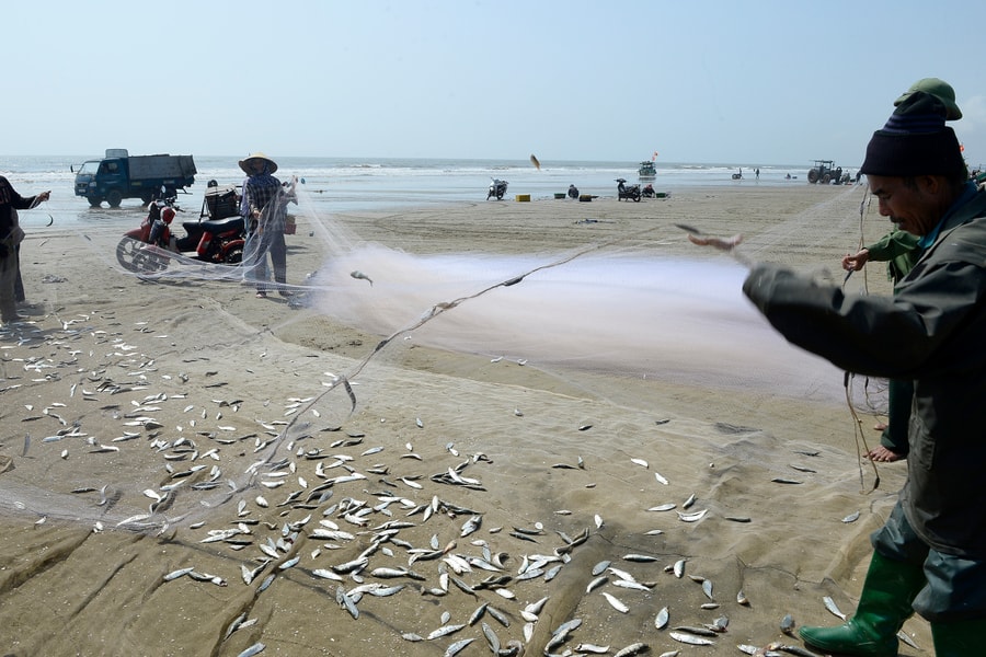 Ngư dân thu tiền triệu mỗi ngày trong mùa cá trích