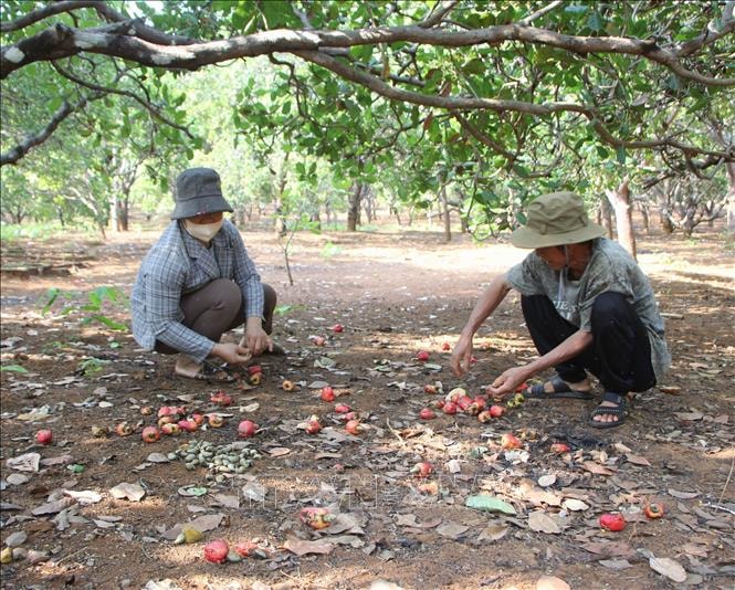 Giá điều tăng cao, nông dân vẫn kém vui vì mất mùa