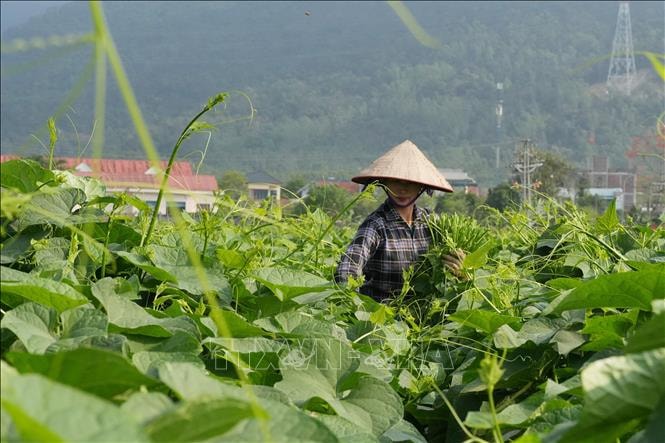 Nông dân kiếm gần 200 triệu đồng/ha nhờ trồng su su chất lượng cao