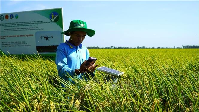 Chuỗi liên kết 'xanh' mở đường cho thương hiệu gạo Việt