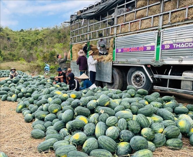 Dưa hấu 'được mùa rớt giá', áp lực tìm đầu ra