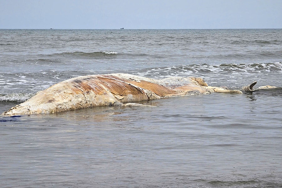 Xác cá voi hơn 5 tấn dạt vào bờ biển Nghệ An