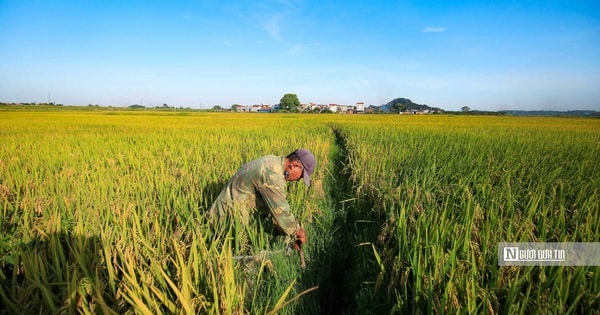 Bộ Công Thương ra chỉ thị thúc đẩy xuất khẩu gạo, ứng phó biến động thị trường