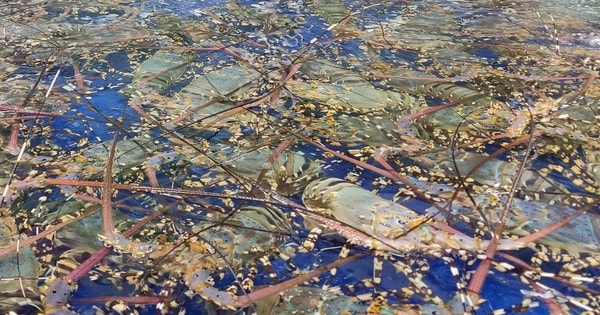 Bộ trưởng Thương mại Trung Quốc khen tôm hùm bông của Việt Nam