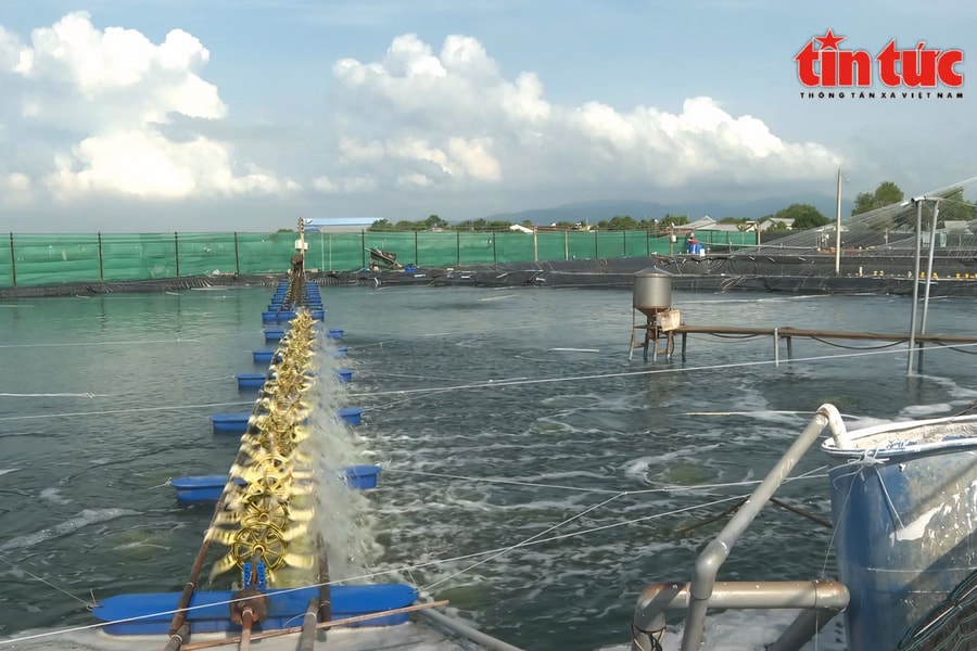 Gỡ điểm nghẽn chuỗi giá trị để thúc đẩy ngành thủy sản phát triển bền vững