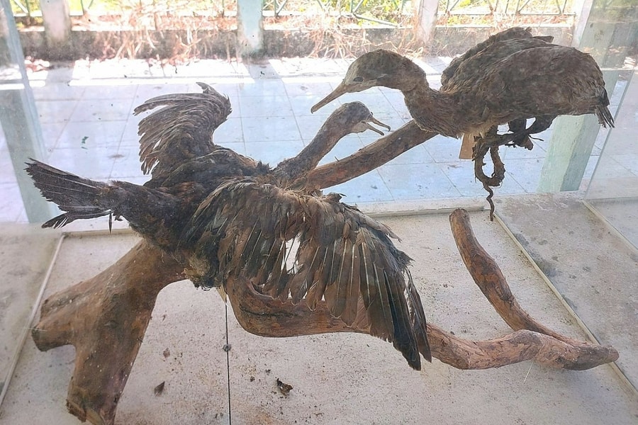 Cảnh hoang phế ở vườn chim Bạc Liêu