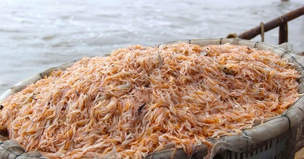 Ngư dân rẽ sóng săn con bé tí teo, bỏ túi tiền triệu mỗi ngày