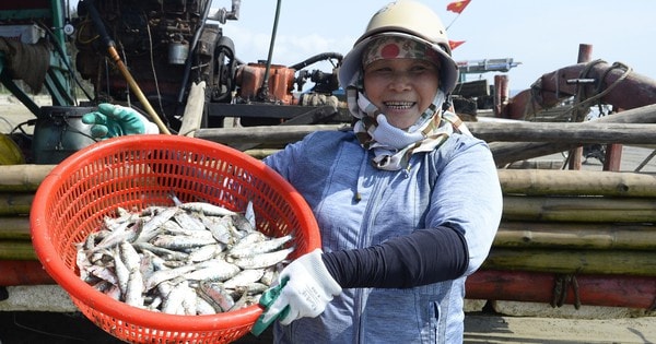 Ngư dân Thanh Hóa kiếm tiền triệu mỗi ngày mùa cá trích