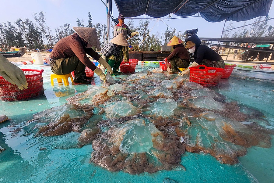 Ngư dân trúng đậm sứa biển