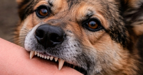 Một con chó nghi dại tấn công liên tiếp 6 người tại Đắk Lắk, cách ly hơn 200 vật nuôi