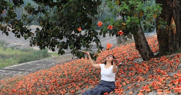 Sắc đỏ hoa gạo nhuộm thắm triền sông