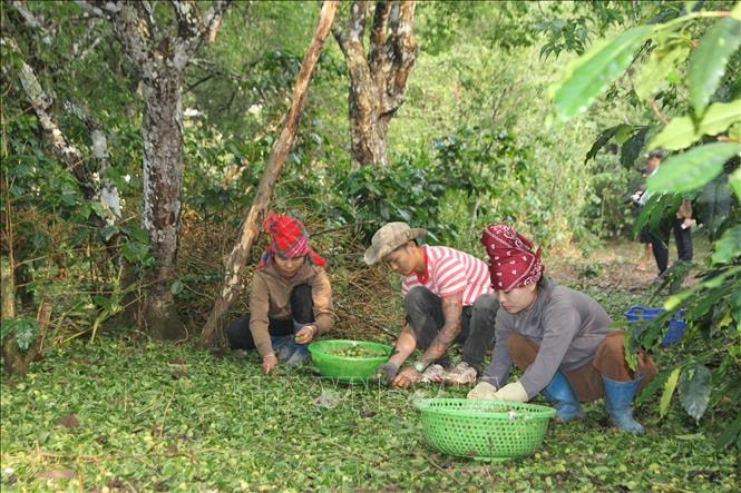 Dông lốc, mưa đá làm hư hại hàng trăm ha cây trồng ở Sơn La