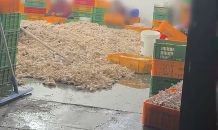 Nhà máy Trung Quốc tẩy trắng chân gà bằng oxy già