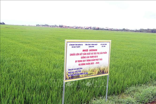 Liên kết sản xuất nông nghiệp bền vững - Bài cuối: Kinh tế tập thể - 'cầu nối' trong chuỗi giá trị