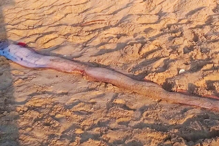 Cá mái chèo dài 4 m dạt vào biển Mũi Né