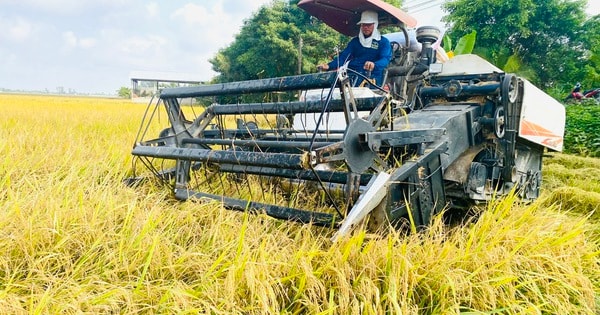 Giá lúa gạo giảm, không để xảy ra cảnh thương lái ép giá nông dân