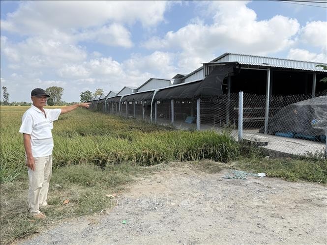 Trại nuôi gà quy mô lớn ở Đồng Tháp gây ô nhiễm kéo dài