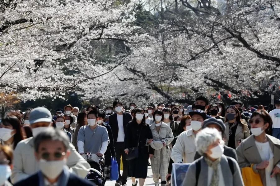 Số phận cây cổ thụ dự báo hoa anh đào nở ở Nhật Bản