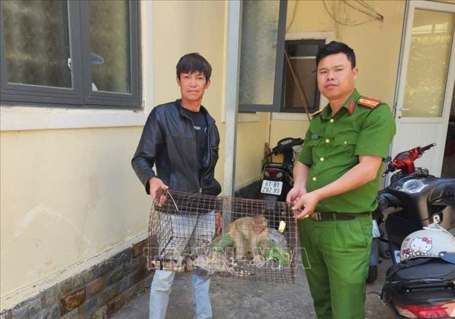 Tiếp nhận một cá thể khỉ vàng quý hiếm do người dân giao nộp