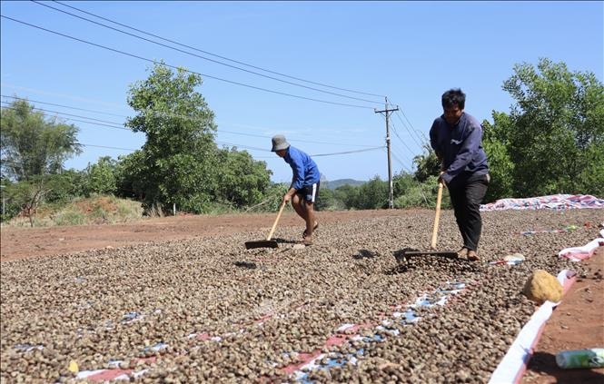 Ngành điều Việt Nam trước thách thức nguồn nguyên liệu