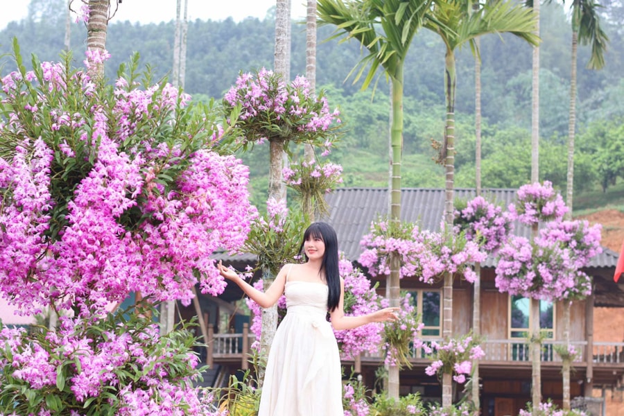 Xóm núi ngập tràn hoa lan, hút hàng nghìn khách tham quan