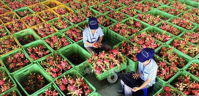 Làm rõ thông tin về tần suất kiểm tra một số nông sản Việt Nam tại thị trường EU