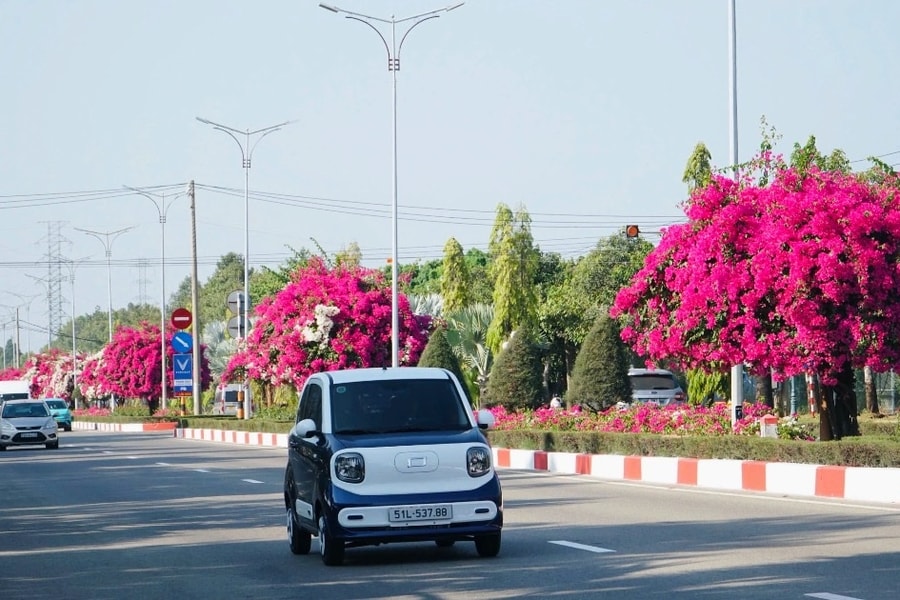 Hoa giấy nhuộm hồng tuyến đường ra biển ở TPHCM