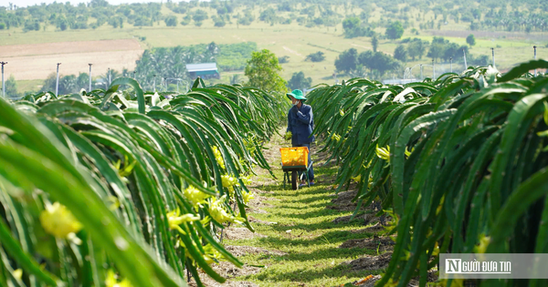 Thanh long xuất khẩu sang EU: Kiểm soát 30%, không phải 50%