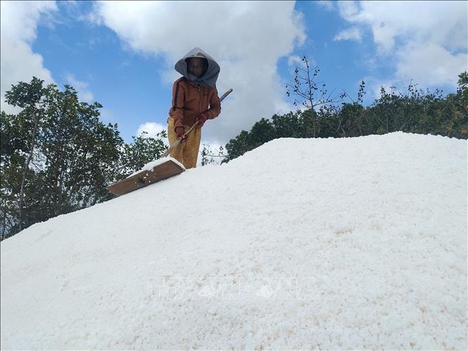 Diêm dân thu nhập tăng 30% nhờ ứng dụng công nghệ trải bạt