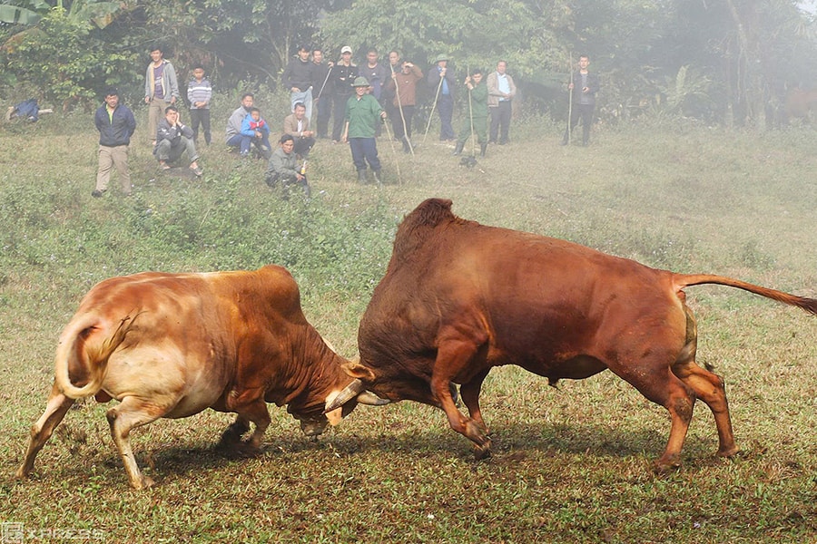 Người Mông cúng bò, mở hội chọi bò báo hiếu bố mẹ