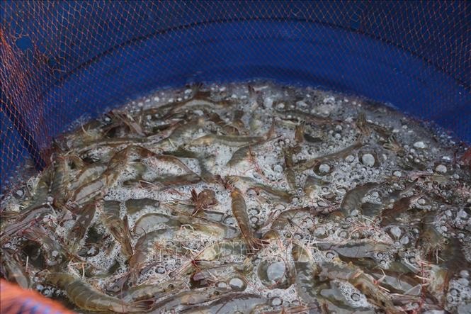 Giá thủy sản tăng mang về thu nhập khá cho nông dân​ U Minh Thượng