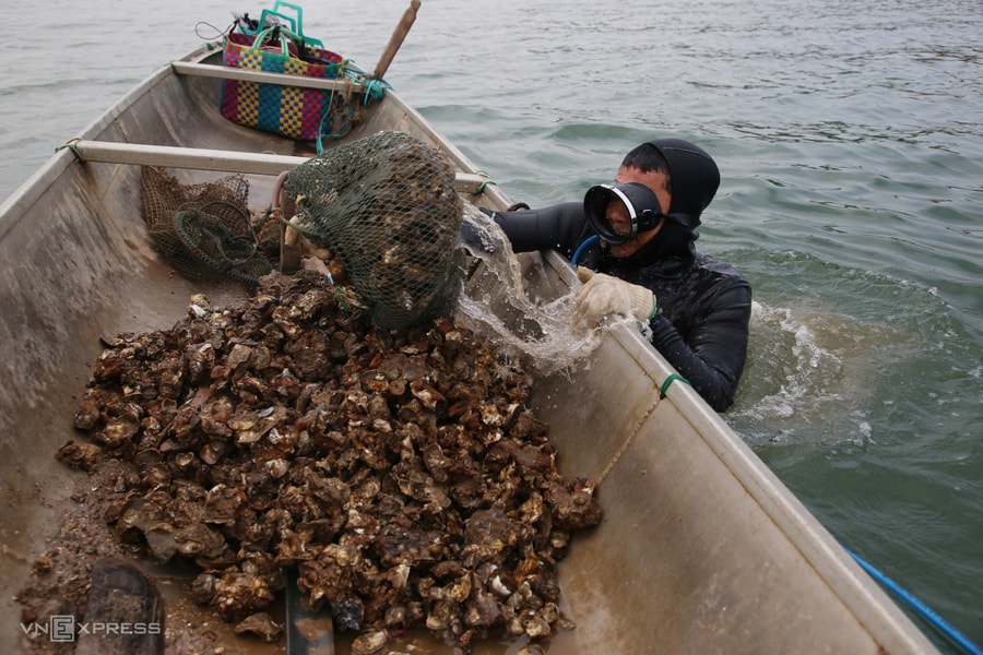 Lặn bắt hàu dưới đáy sông Nhật Lệ
