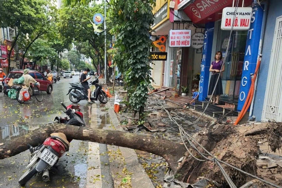 Cây đổ đè trúng người đi xe máy ở Hà Nội