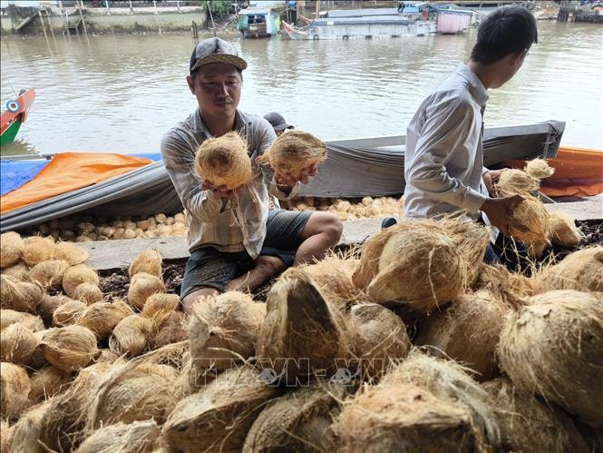 Giá dừa khô giảm sâu