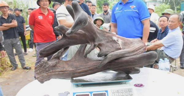 Mang thứ như "khúc củi khô" đi bán anh nông dân "đút túi" ngay 107 triệu đồng