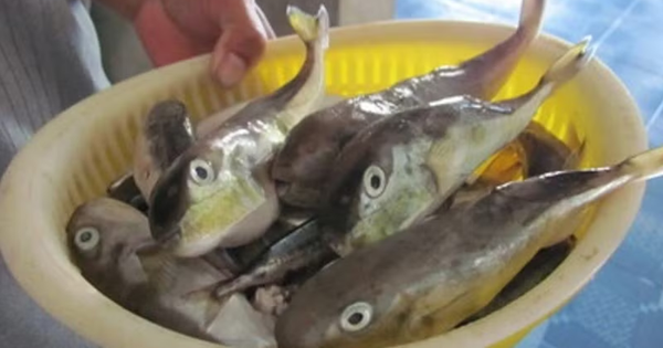 Ăn cá nóc, 3 người ở Cần Thơ nhập viện: Bộ Y tế khuyến cáo khẩn