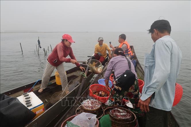 Cá tôm trở lại, sinh kế khởi sắc ở đầm phá Tam Giang - Cầu Hai