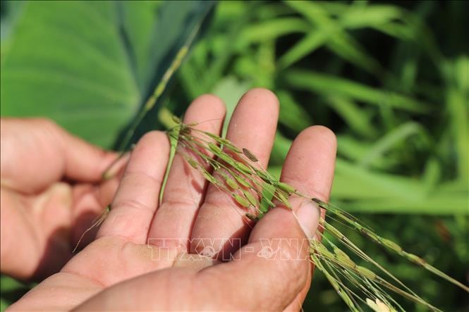 Bảo tồn lúa hoang - giữ gìn 'ngân hàng gen sống' cho tương lai